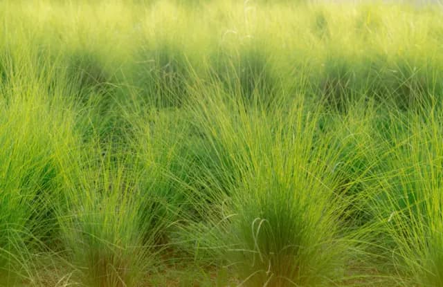 বিন্না ঘাস মাটির ক্ষয় রোধে ভূমিকা পালন করে